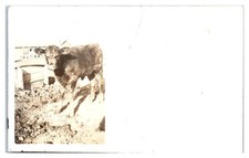 Rppc calf feeder for sale  Washington