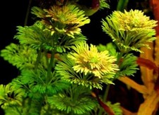 Steli tra limnophila usato  Aprilia