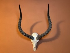 mounted longhorns for sale mounted longhorns for sale Buffalo