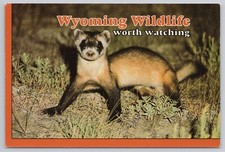 Postcard wyoming wildlife for sale  Wellsboro