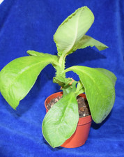 Euphorbia monadenium magnifica for sale  MILTON KEYNES