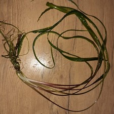 lotus pflanze aquarium gebraucht kaufen  Thale
