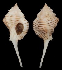 Coquillage collection siratus d'occasion  Lyon VI