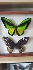 Ornithoptera goliath samson d'occasion  Couëron