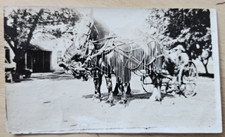 Vintage horse photo for sale  San Luis Obispo