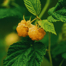 Hand picked nursery for sale  Willow Spring