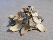Coquillage new xen. d'occasion  Saint-Juéry