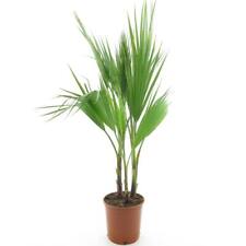 Palma messicana washingtonia usato  Valmacca