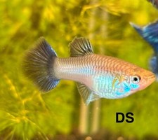 Female blue moscow for sale  North Port