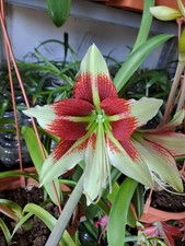 Hippeastrum ess bukasovii usato  Bagnoregio