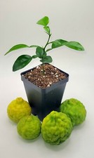 Healthy kaffir lime for sale  Bangor