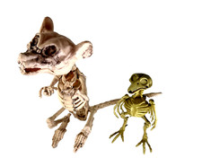 Rat bird skeletons for sale  Grand Prairie