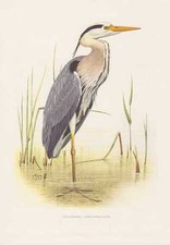 Fischreiher ardea cinerea gebraucht kaufen  Kassel