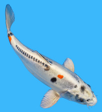 Live koi fish for sale  Lewisville