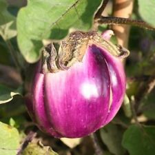 Aubergine violetta firenze for sale  PETERSFIELD