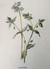 Chickweed antique print for sale  TORRINGTON