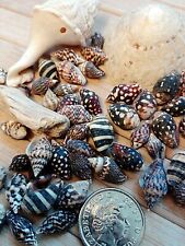 X50 dark seashells for sale  PORTHCAWL