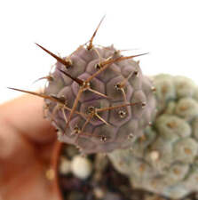 Tephrocactus geometricus brown d'occasion  Expédié en France