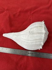 12.5 lightning whelk for sale  Warner Robins