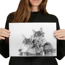 Fluffy maine coon for sale  SELBY