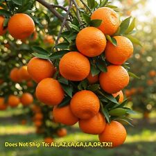 Tangerine tree plant for sale  Vero Beach