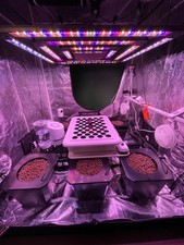 Grow strong 5x5 for sale Grow strong 5x5 for sale  Britton
