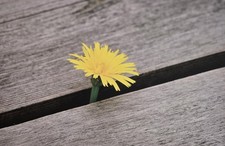 Foto leinwand blume gebraucht kaufen  Heidesee