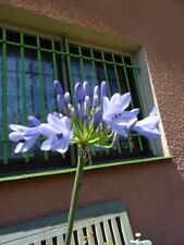 Lot4 agapanthes plantefeuillue d'occasion  Saint-Cyprien