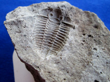 Trilobite fossil stone for sale  Fort Worth