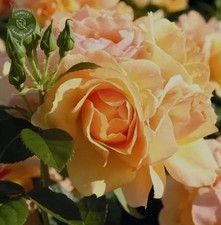 Queen bee rose for sale  BIRMINGHAM