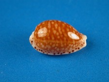 Cypraea fisheri excellent for sale  Kapolei