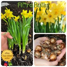 Daffodil bulbs tete for sale  WISBECH