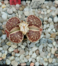 Lithops julii kikusiyo for sale  SIDMOUTH