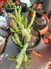 Stapelia variegated star for sale  Los Angeles