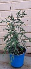 Italian cypress for sale  NORWICH