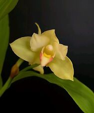 Rare lycaste hybrid for sale  NOTTINGHAM