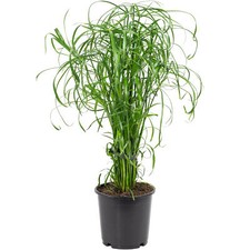 Zyperngras cyperus alternifoli gebraucht kaufen Zyperngras cyperus alternifoli gebraucht kaufen  Straubing