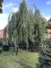 170cm tall tall for sale  NUNEATON