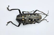 Cerambycidae batocera parryi gebraucht kaufen  Wadern