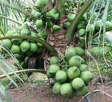 Coconut palm tree for sale  FELTHAM