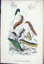 Antique old print for sale  UK