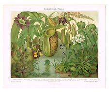 Carnivorous plant antique d'occasion  Expédié en Belgium