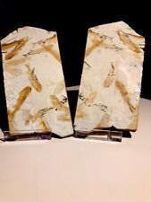 Fischschwarm lycoptera yixian gebraucht kaufen  Kerpen