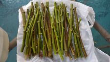 Cuttings branches hardy for sale  Myerstown