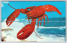 R741072 maine lobster for sale  WARLINGHAM