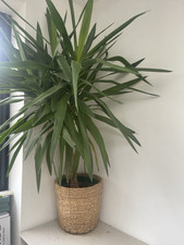 Yukka plant basket for sale  KIDWELLY