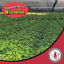 Stratified american ginseng for sale  Wausau