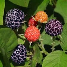 Glencoe raspberry plants for sale  Tazewell