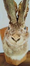 jackalope for sale jackalope for sale Fairhope