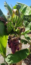 Musa basjoo plug for sale  WELSHPOOL